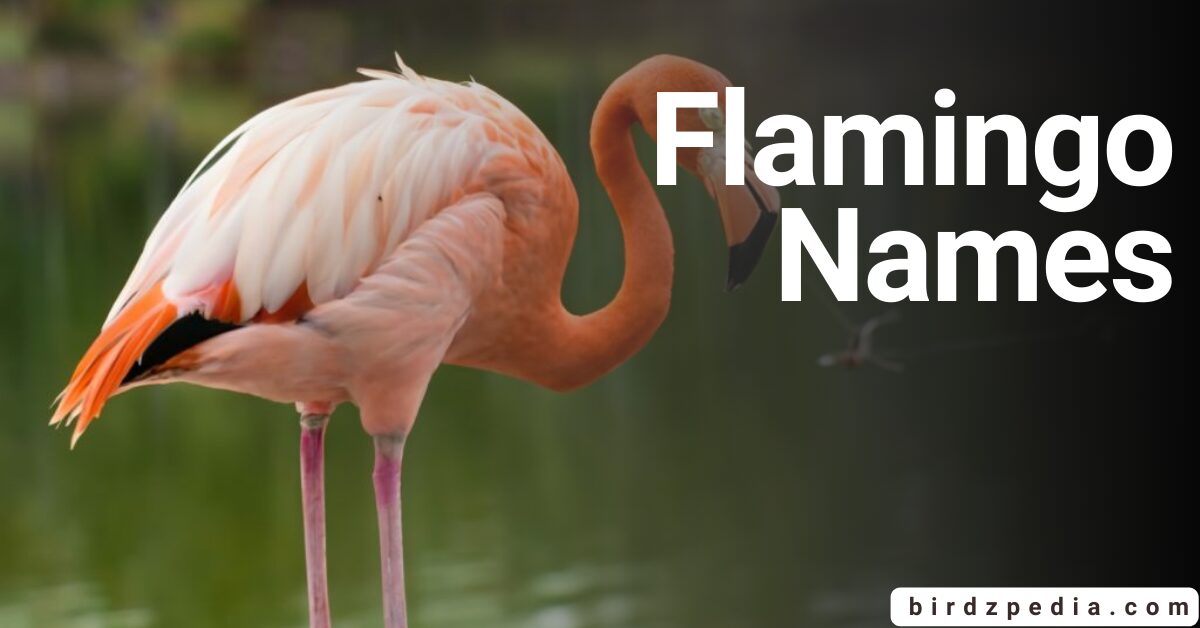 flamingo names