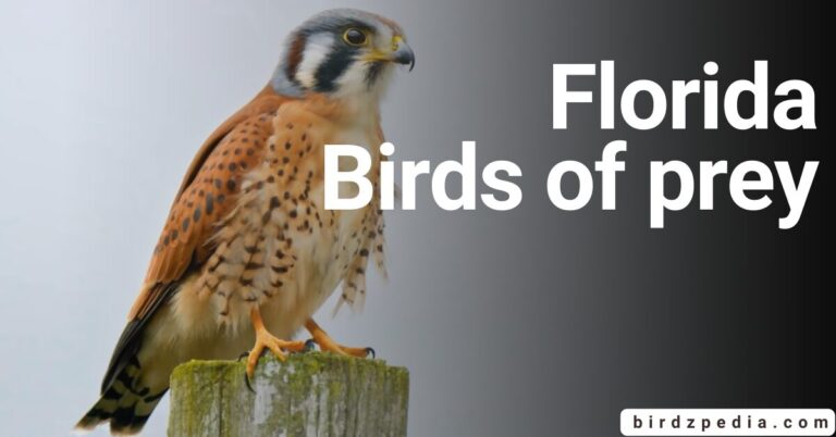 FLORIDA BIRDS OF PREY:  Species and their Identification
