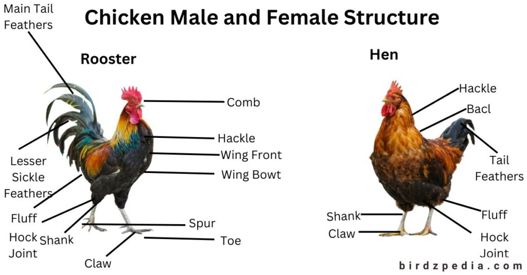 Key West chickens birdzpedia.com
