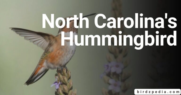 NORTH CAROLINA HUMMINGBIRDS Haven Where Beauty Takes Flight