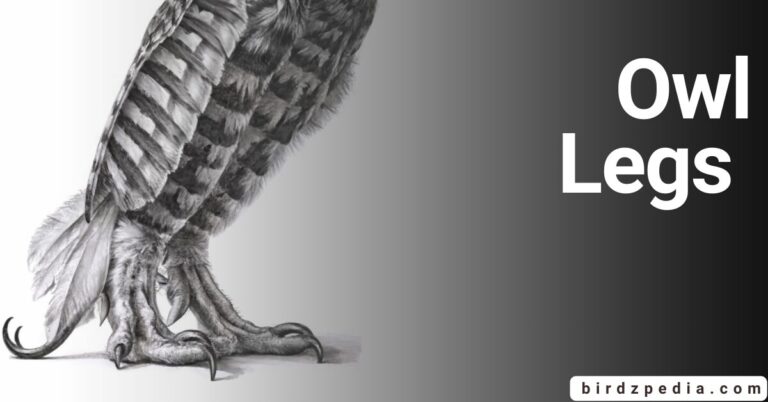 OWL LEGS : Anatomy and the Science Behind Silent Predators Secret Weapon