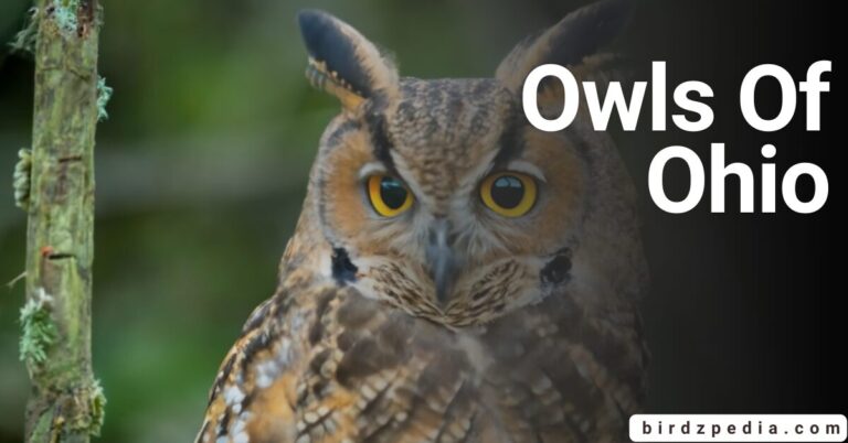 THE OWLS OF OHIO: A Visual Exploration