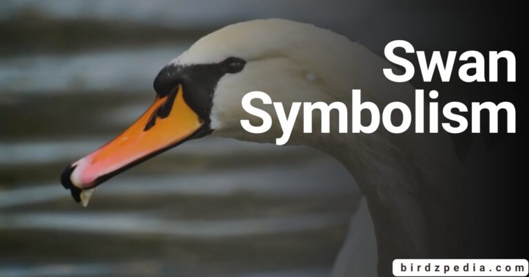 SWAN SYMBOLISM: Spiritual Meanings and Totem