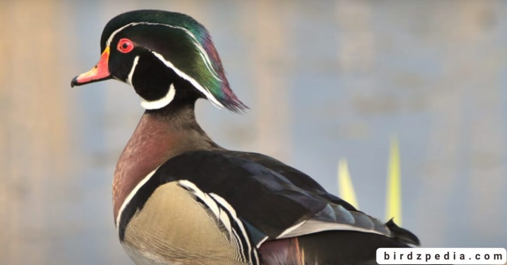 Birds With Mohawked birdzpedia.com