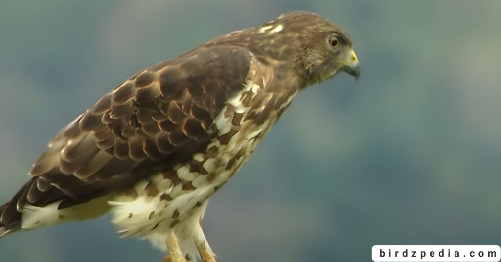 California hawks birdzpedia.com