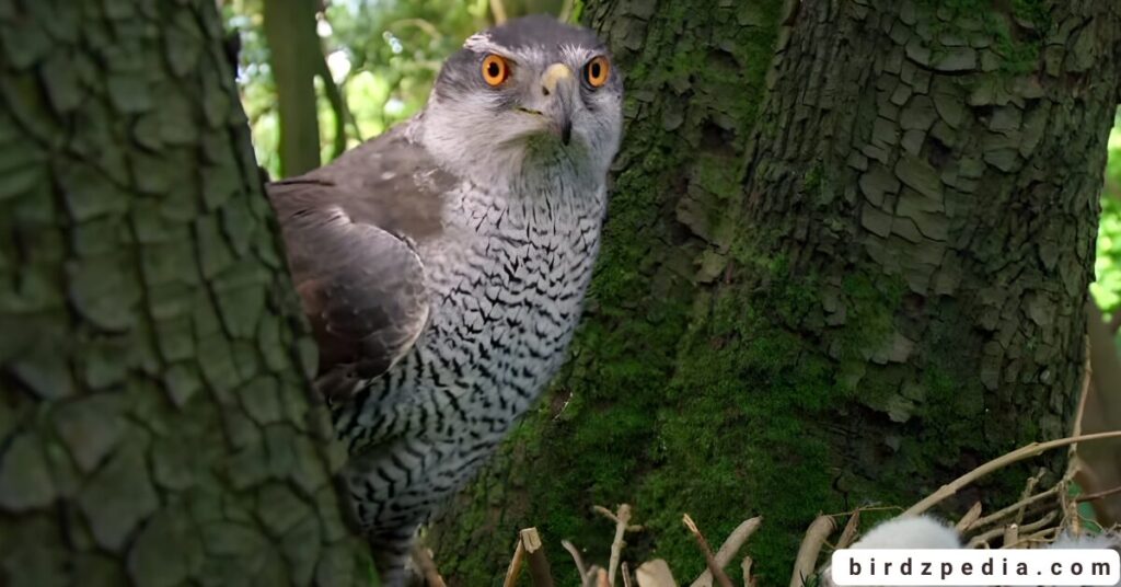 California hawks birdzpedia.com