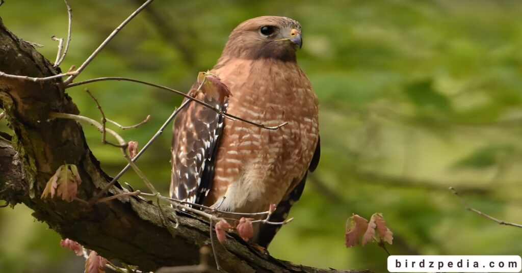 California hawks birdzpedia.com