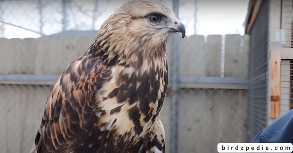 California hawks birdzpedia.com