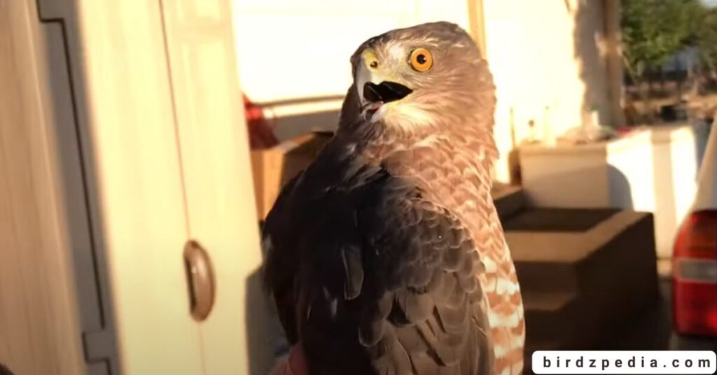 California hawks birdzpedia.com