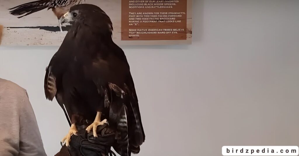 California hawks birdzpedia.com