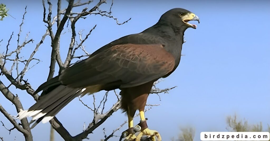 California hawks birdzpedia.com