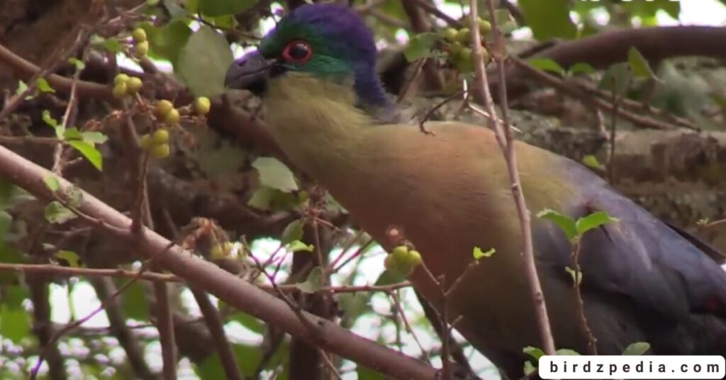 Birds With Mohawked birdzpedia.com