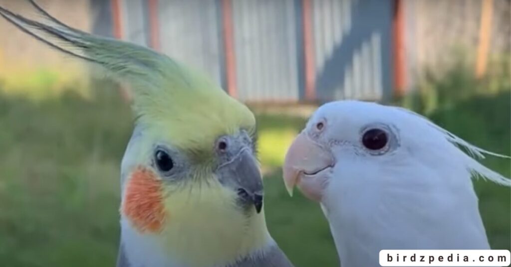 Birds With Mohawked birdzpedia.com