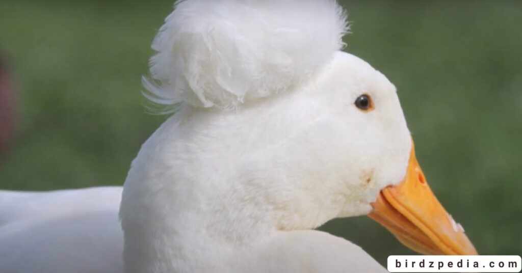 Birds With Mohawked birdzpedia.com