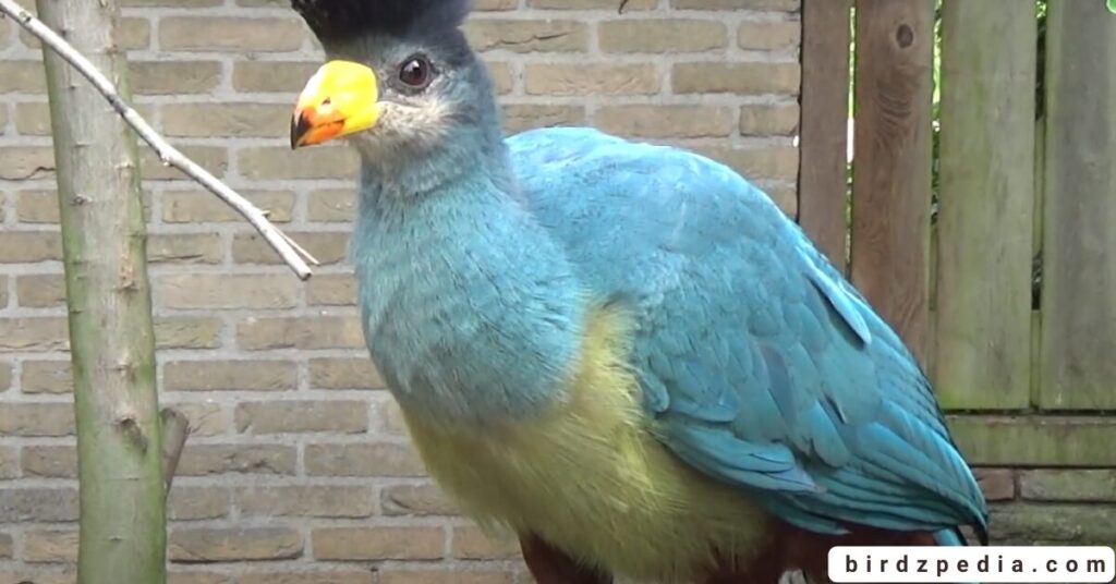 Birds With Mohawked birdzpedia.com