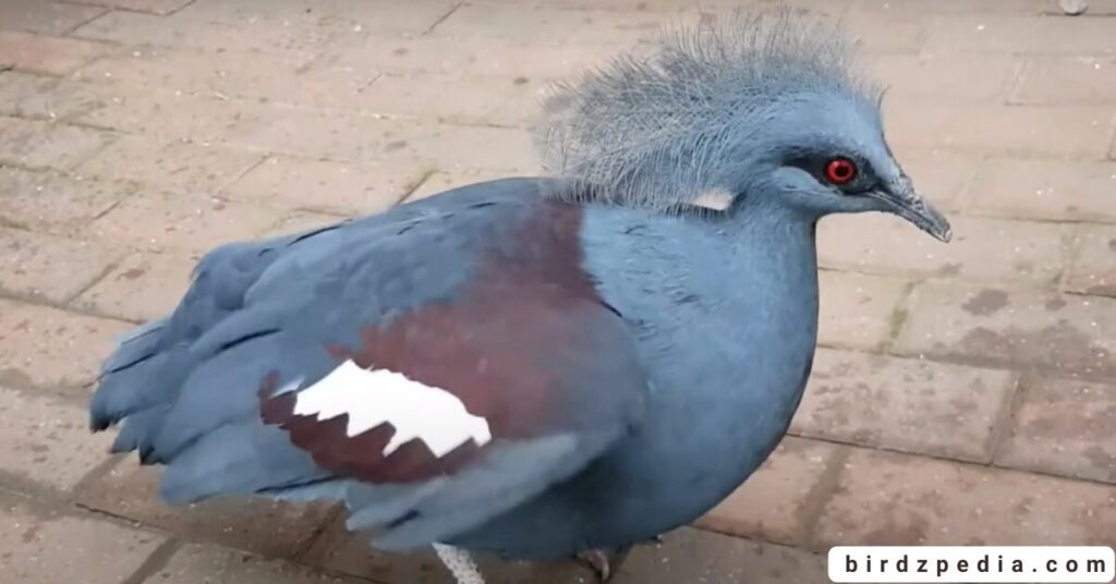 Birds With Mohawked birdzpedia.com