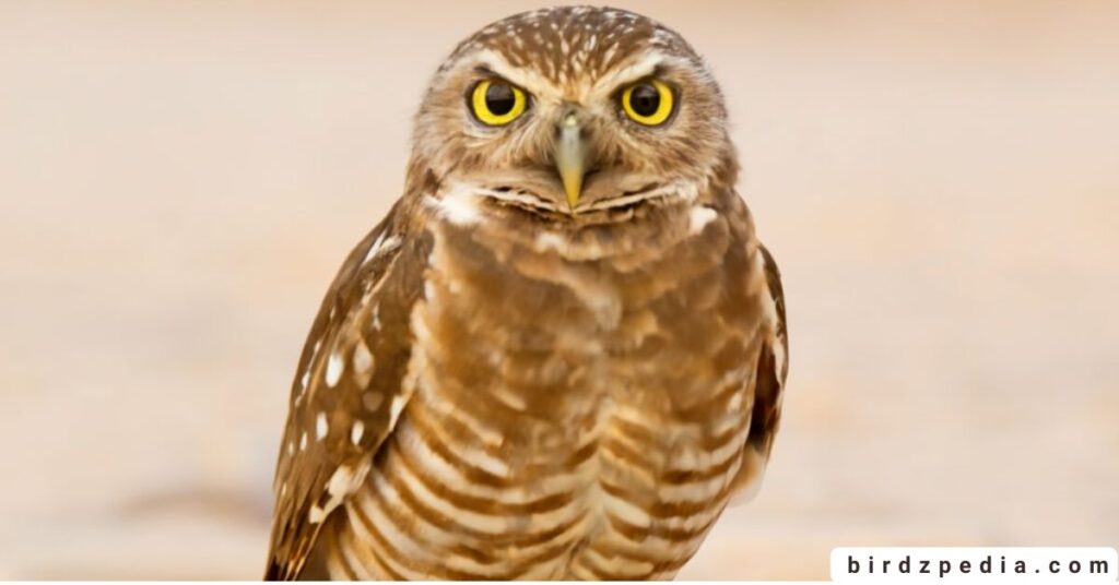 Owls of Ohio birdzpedia.com