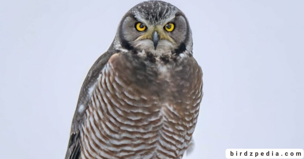 Owls of Ohio birdzpedia.com