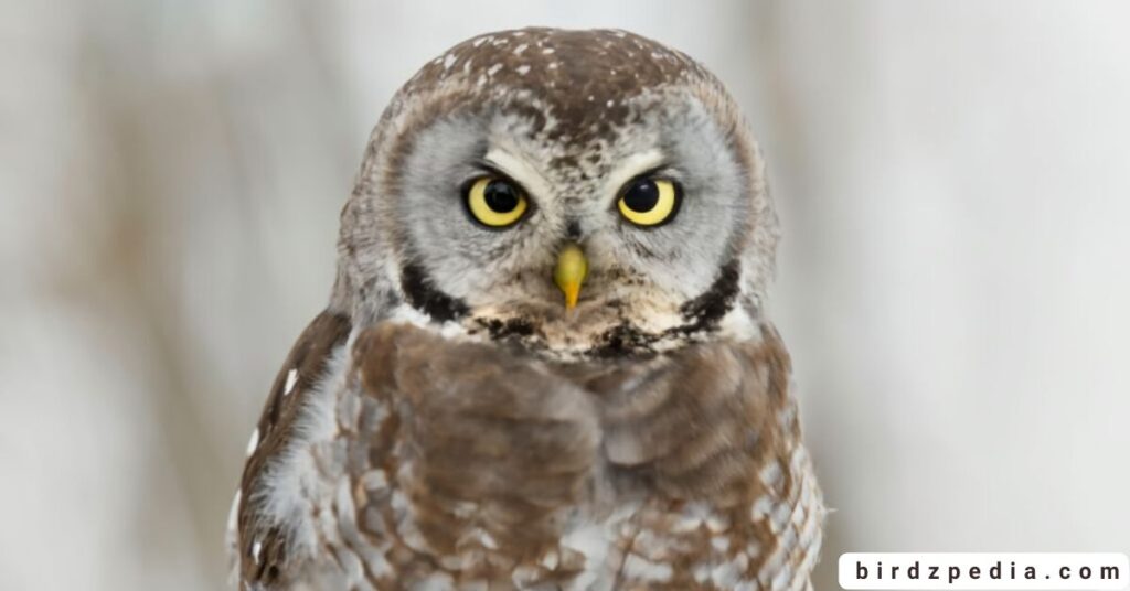 Owls of Ohio birdzpedia.com