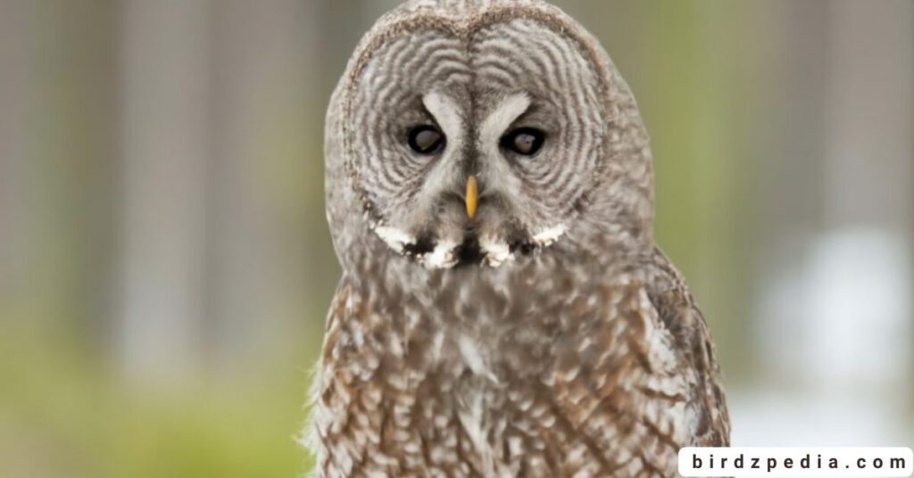 Owls of Ohio birdzpedia.com