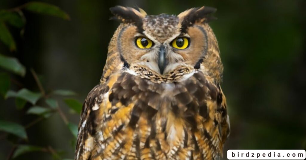Owls of Ohio birdzpedia.com