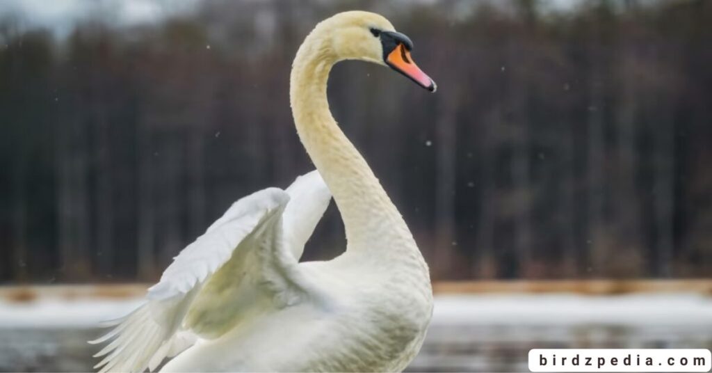 birds with long necks birdzpedia.com