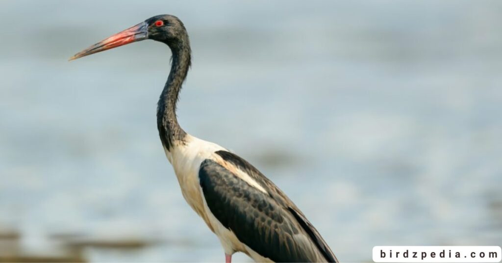 birds with long necks birdzpedia.com