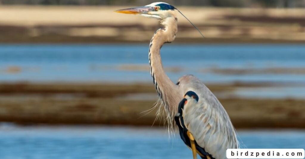 birds with long necks birdzpedia.com