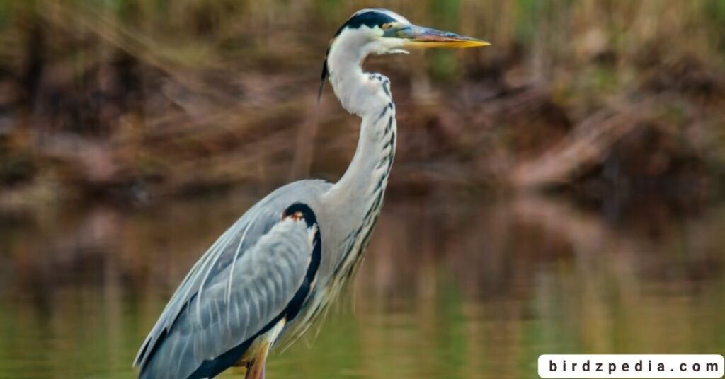 birds with long necks birdzpedia.com