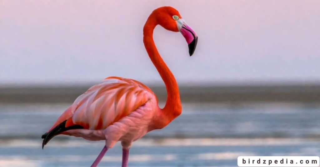 birds with long necks birdzpedia.com