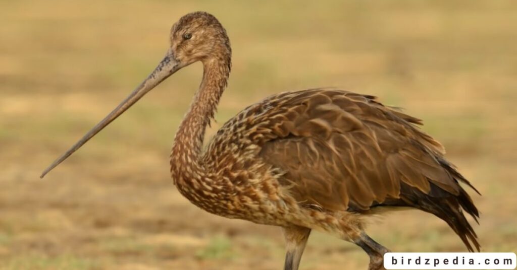 birds with long necks birdzpedia.com