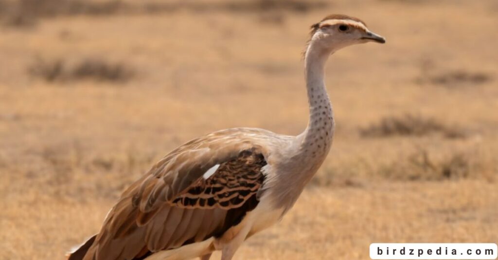 birds with long necks birdzpedia.com
