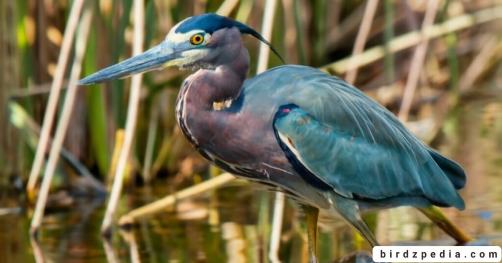 birds with long necks birdzpedia.com