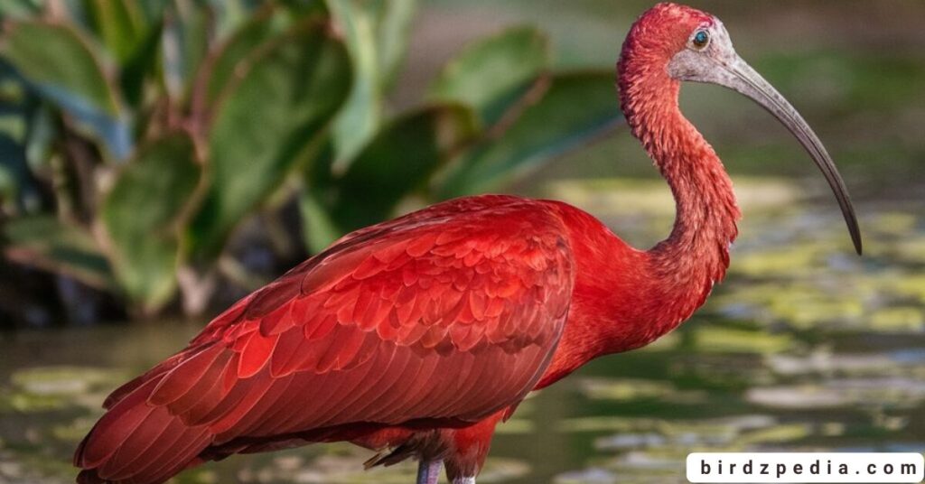 birds with long necks birdzpedia.com