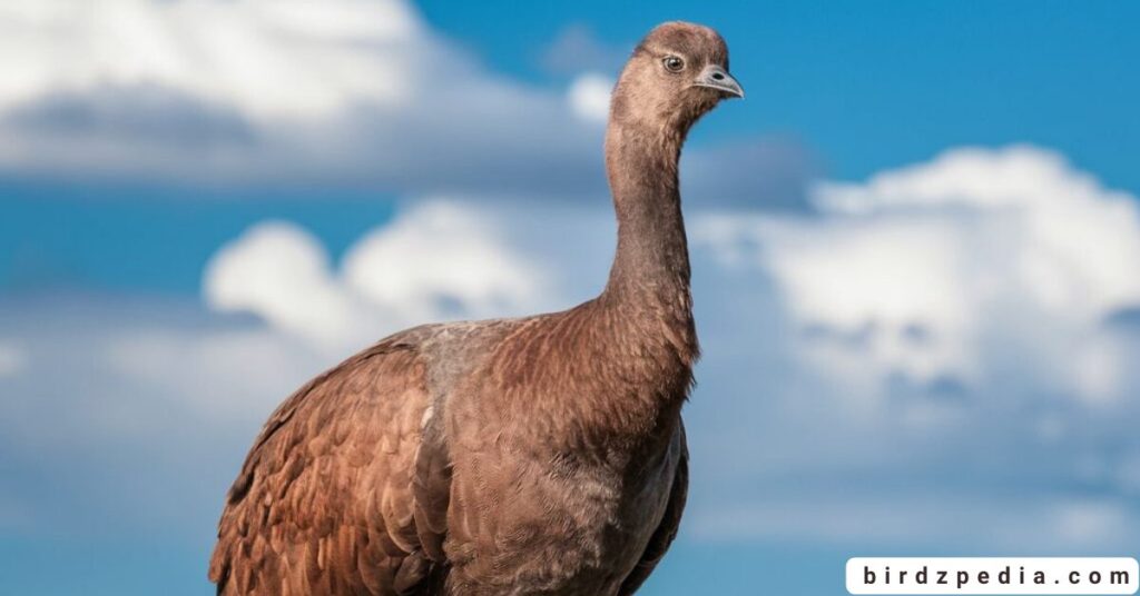birds with long necks birdzpedia.com