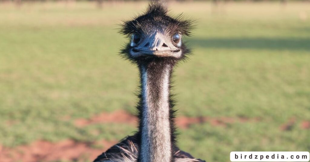 birds with long necks birdzpedia.com