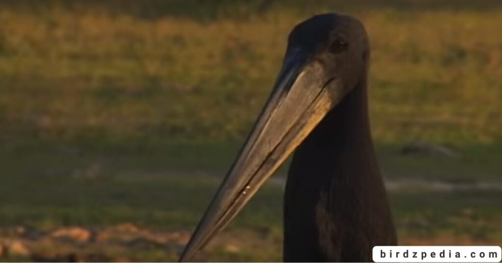 birds with long necks birdzpedia.com