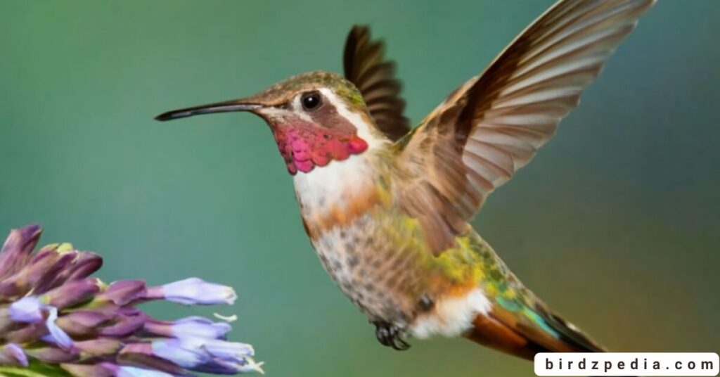 North Carolina's Hummingbird birdzpedia.com