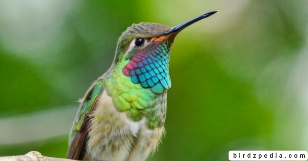 North Carolina's Hummingbird birdzpedia.com