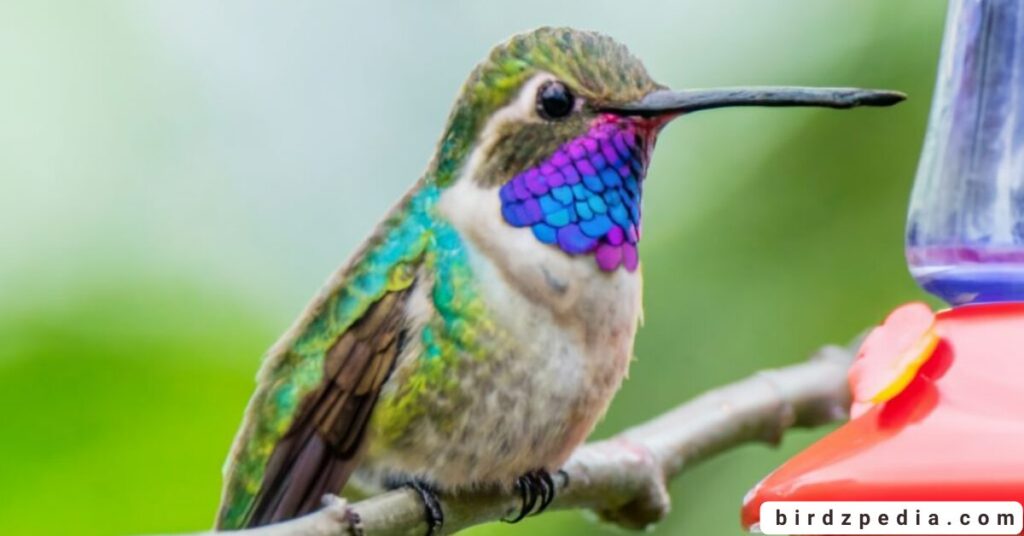 North Carolina's Hummingbird birdzpedia.com