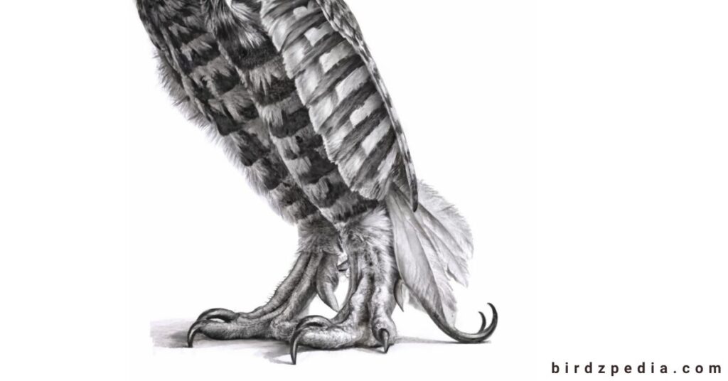 Owl Legs birdzpedia.com