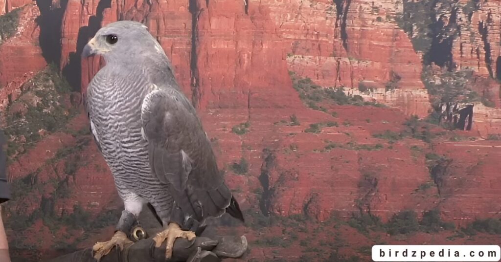 California hawks birdzpedia.com