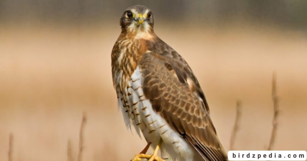 California hawks birdzpedia.com