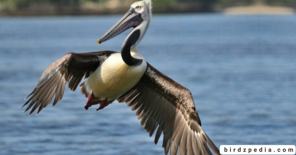 pelican symbolism birdzpedia.com