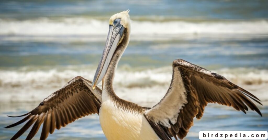 pelican symbolism birdzpedia.com