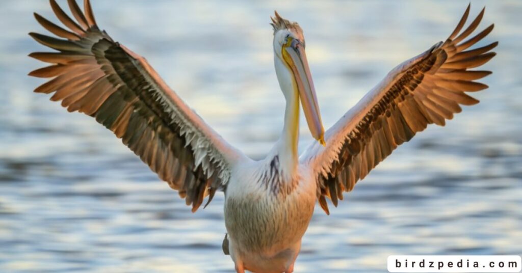 pelican symbolism birdzpedia.com