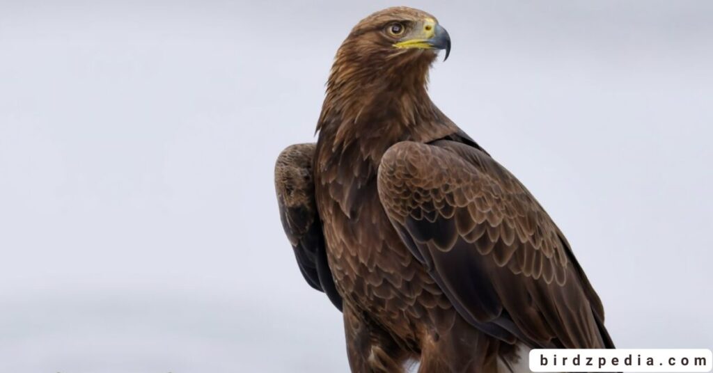 Florida birds of prey birdzpedia.com