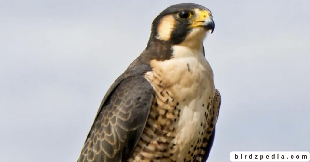 Florida birds of prey birdzpedia.com