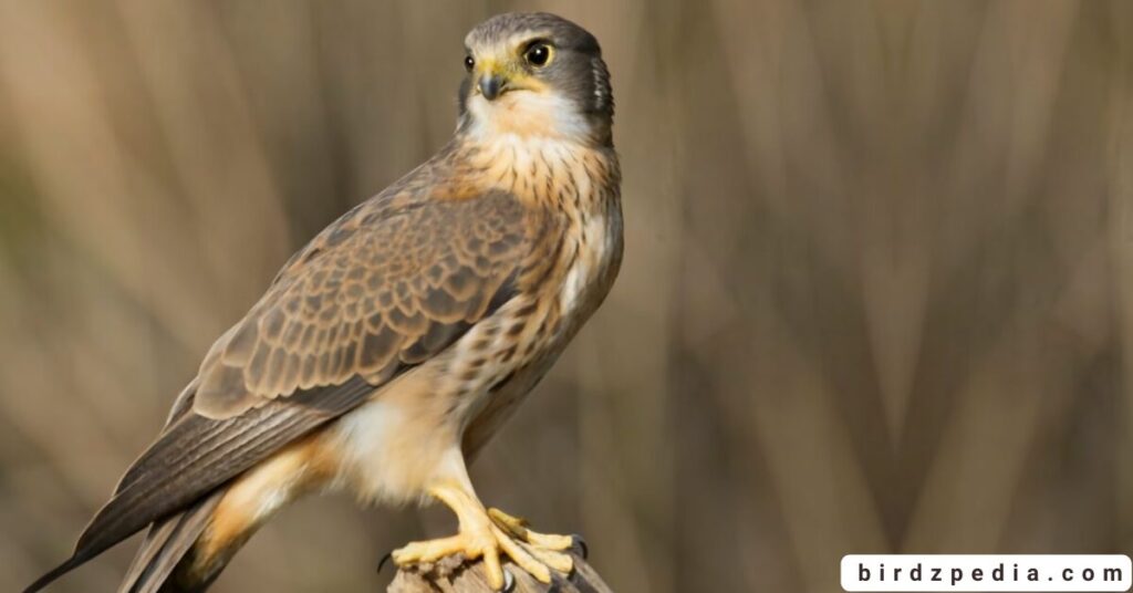 Florida birds of prey birdzpedia.com