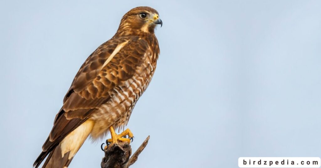 Florida birds of prey birdzpedia.com